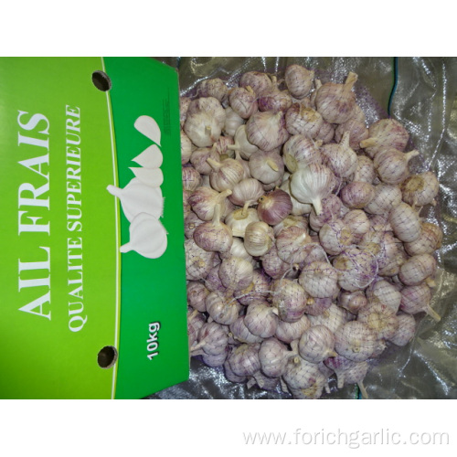 Normal White Garlic 2019 Jinxiang